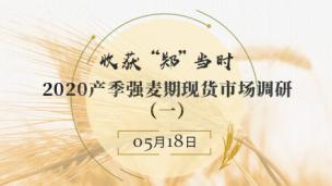 收获”郑“当时——2020产季强麦期现货市场调研（一）
